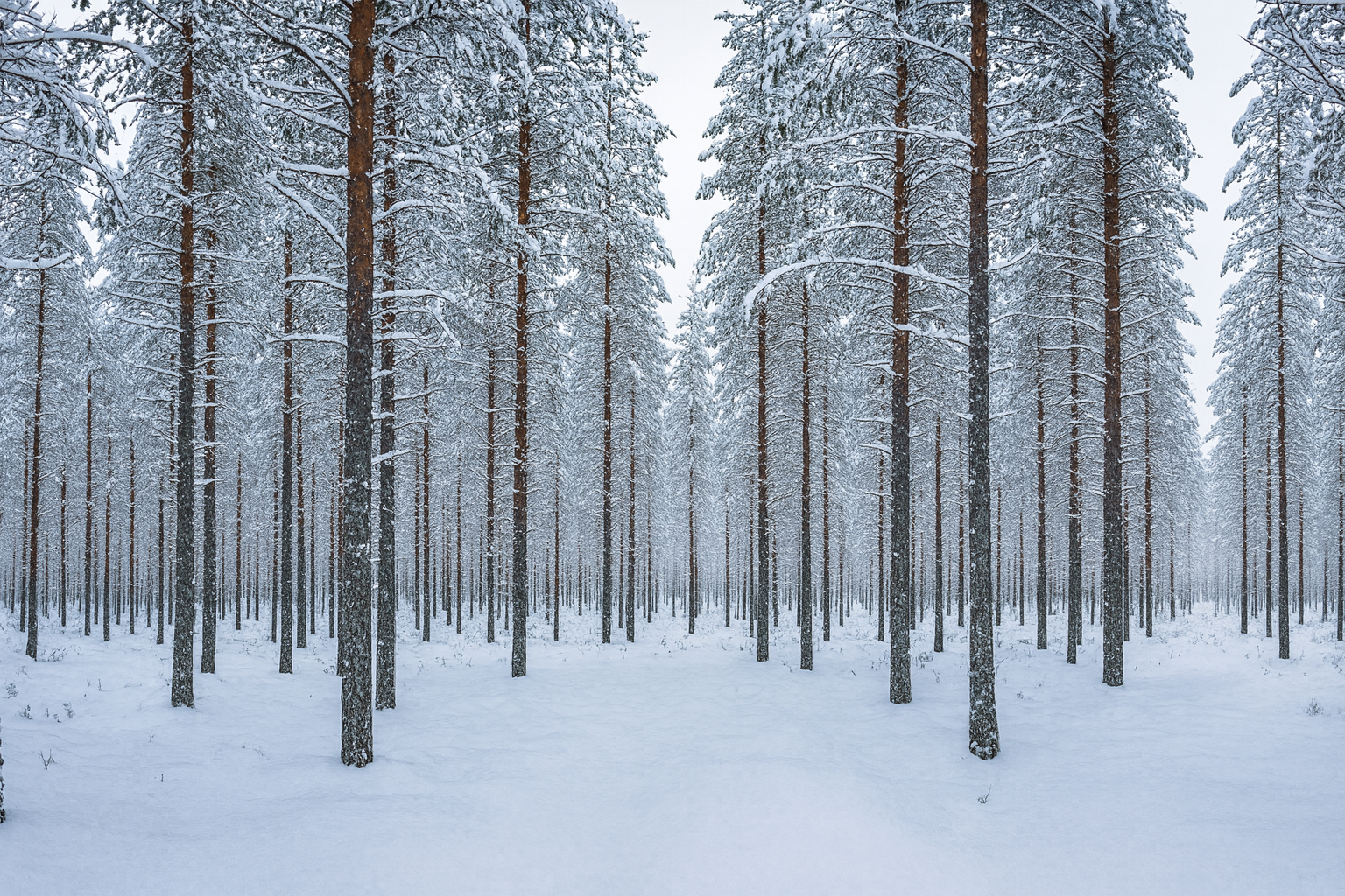 ป่าหิมะ Rovaniemi แลปแลนด์ ฟินแลนด์