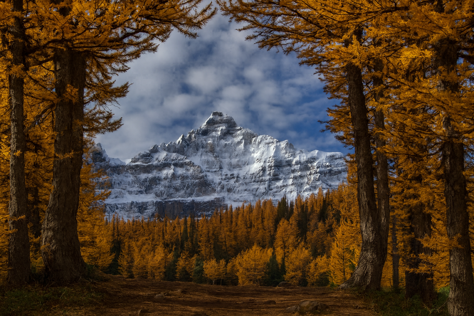 ต้นลาร์ชใน Larch Valley เปลี่ยนสีทองในฤดูใบไม้ร่วง พื้นหลังเป็นยอดเขาสีเทา
