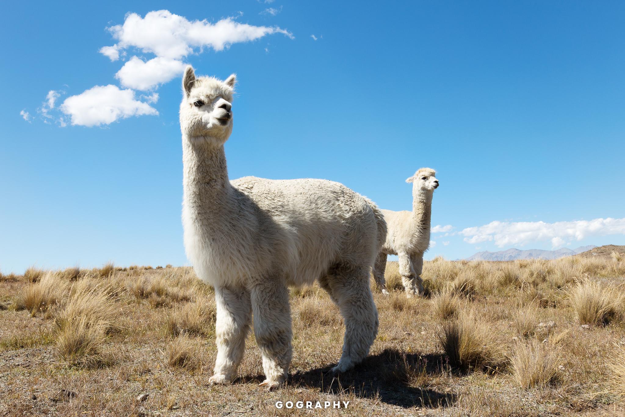 GG-NZ-Summer-107406212