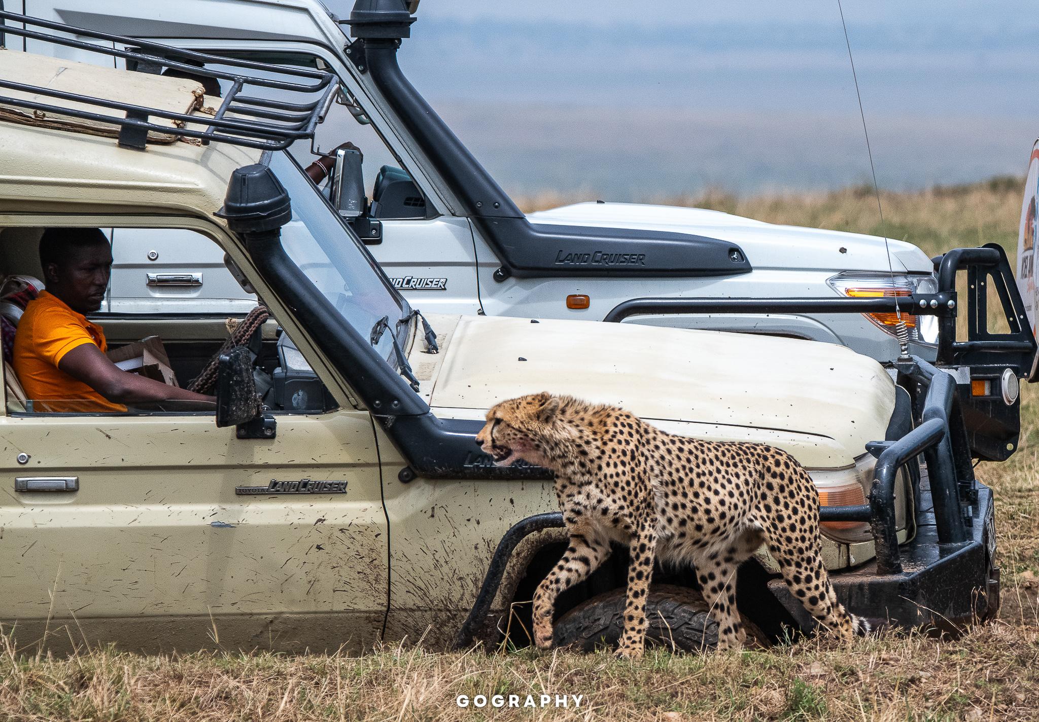 Day 4: Northern Serengeti – Central Serengeti