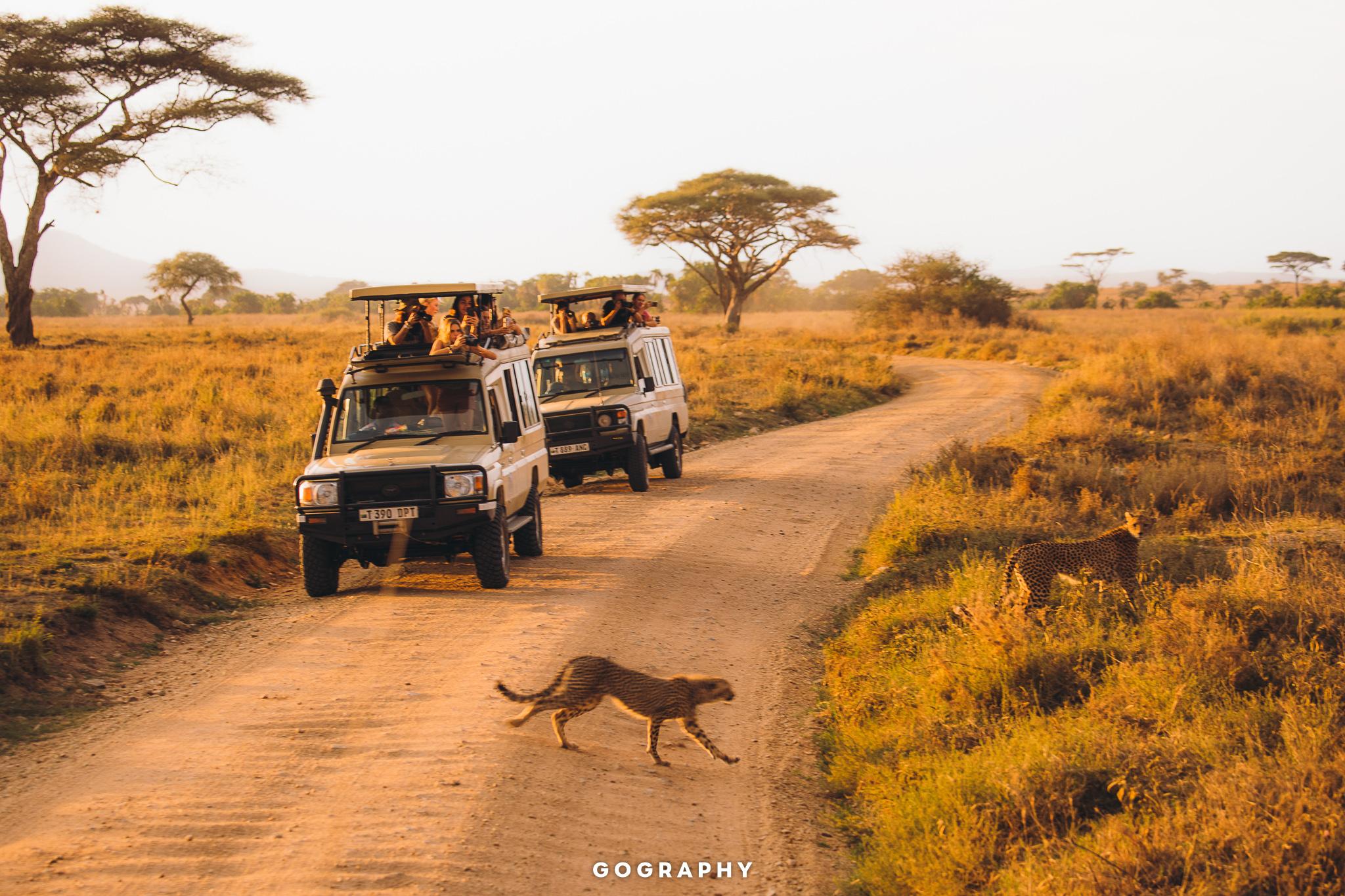 Day 3: Serengeti National Park (Full Day)