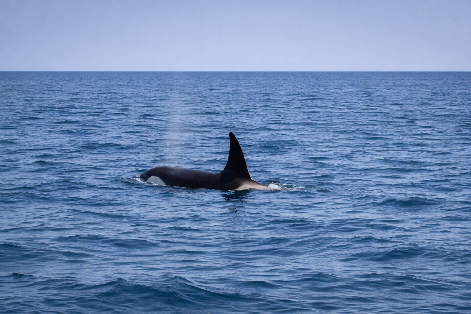 russkaya bay whale