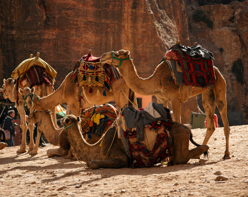 Petra Camel