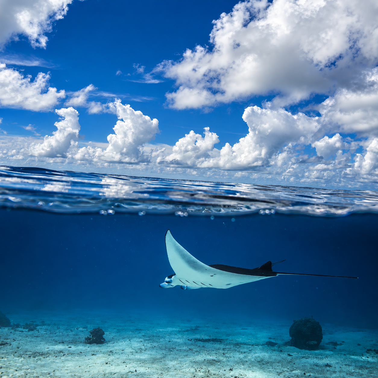manta point 2