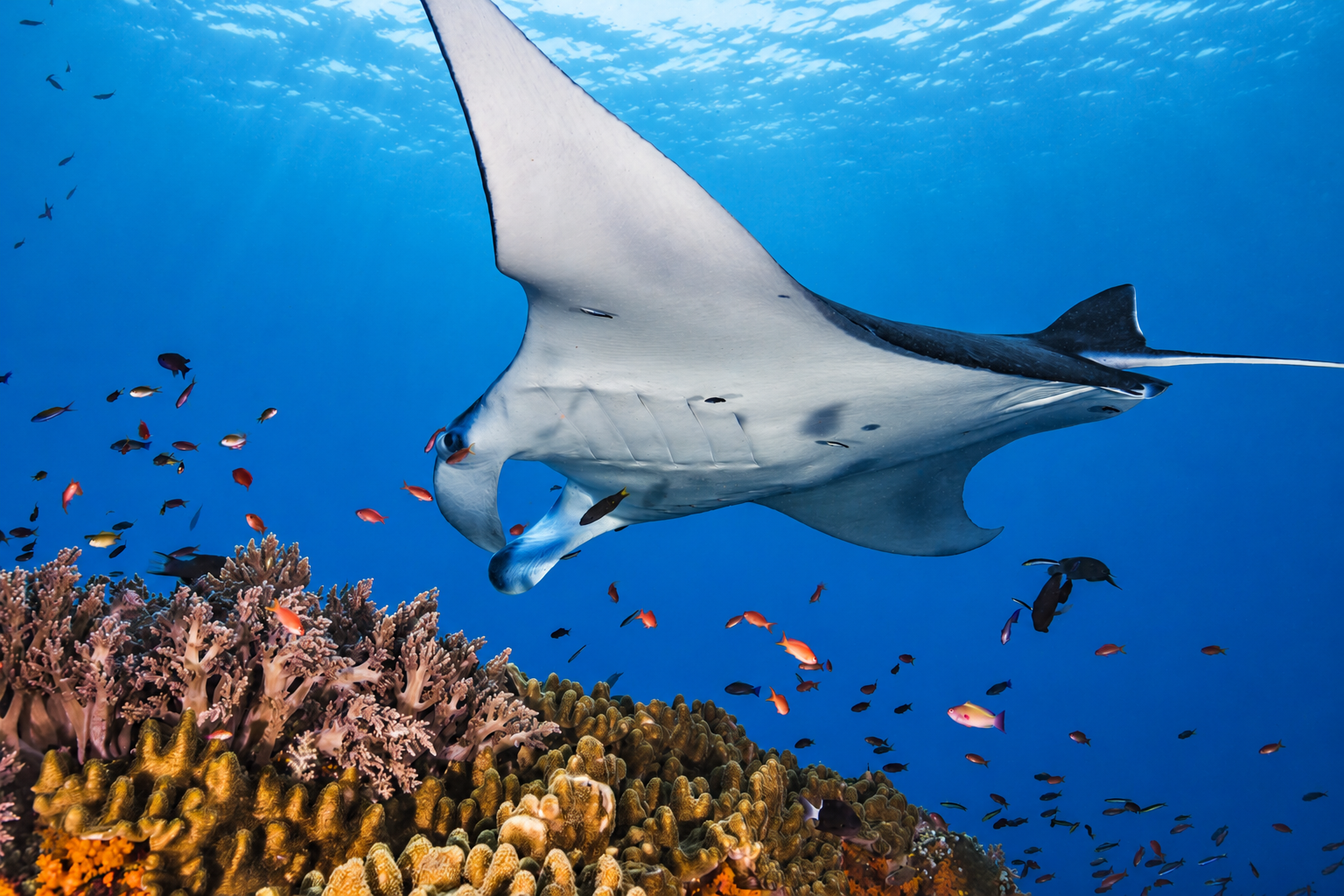 Manta point