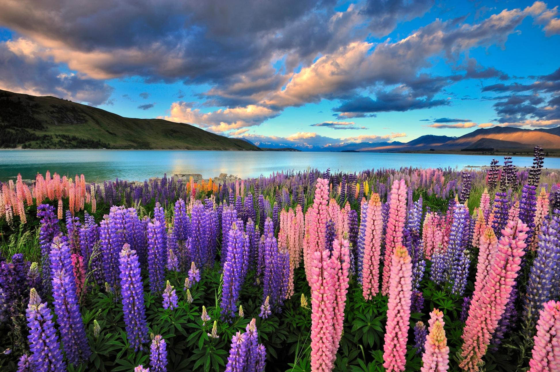 South Island Lake Escape in New Zealand