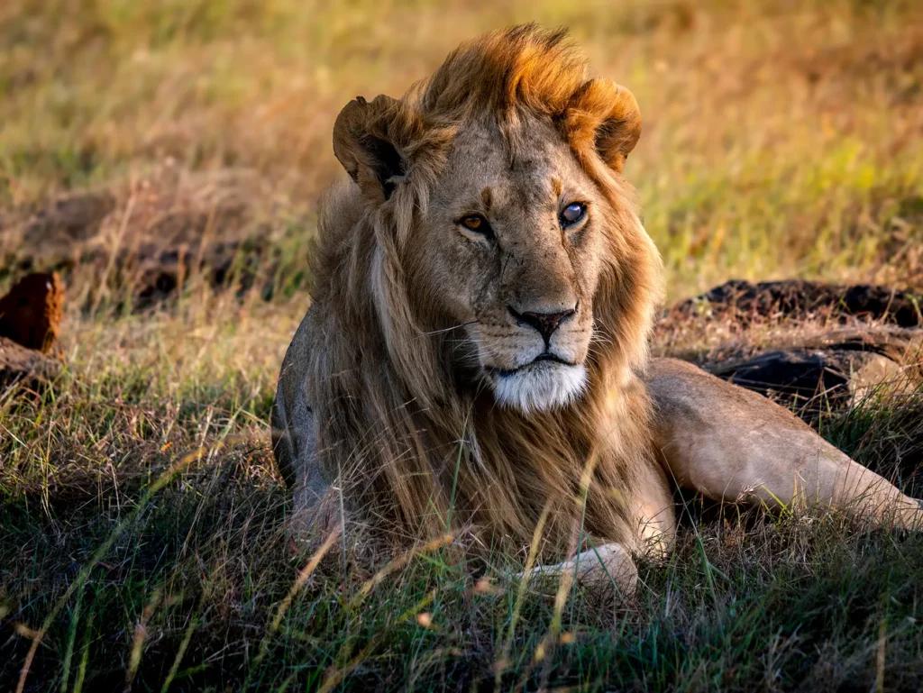 Kenya & Tanzania | The Great Safari